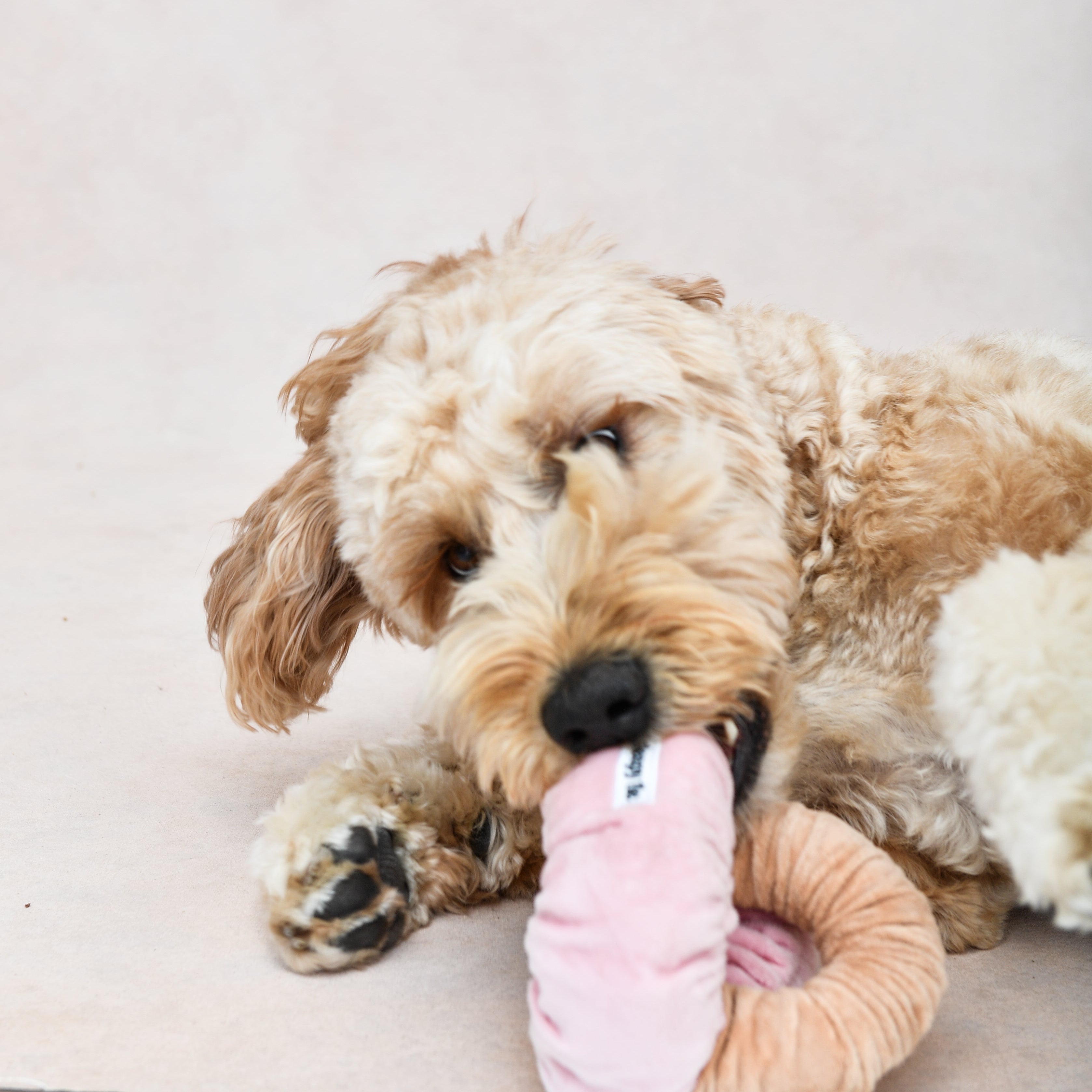 The Doggy Tie